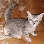 Mau, Silver, female, DOB 5-9-20