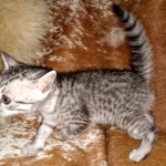 Mau, Silver, female, DOB 5-9-20