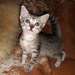 Mau, Silver, female, DOB 5-9-20