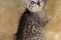 Hannah Egyptian Mau silver Female #1 DOB 6-29-20