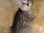 Hannah Egyptian Mau silver Female #1 DOB 6-29-20