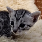 Mau, silver, Female, DOB 6-29-20