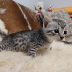 Mau, silver, Female, DOB 6-29-20