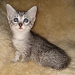 Mau, silver, Female, DOB 6-29-20