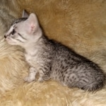 Mau, silver, Female, DOB 6-29-20