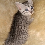 Mau, silver, Female, DOB 6-29-20