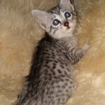 Mau, silver, Female, DOB 6-29-20