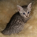 Mau, silver, Female, DOB 6-29-20