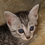 Mau, silver, Female, DOB 6-29-20