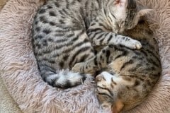 Luna Egyptian Mau Silver female #1 DOB 6-5-20