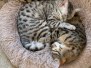 Luna Egyptian Mau Silver female #1 DOB 6-5-20