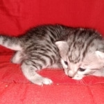 Mau, Silver, Female, DOB 6-5-20