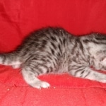 Mau, Silver, Female, DOB 6-5-20