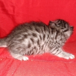 Mau, Silver, Female, DOB 6-5-20