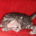 Mau, Silver, Female, DOB 6-5-20