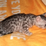 Mau, Silver, Female, DOB 6-5-20