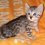 Mau, Silver, Female, DOB 6-5-20