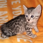 Mau, Silver, Female, DOB 6-5-20