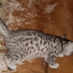 Mau, Silver, Female, DOB 6-5-20