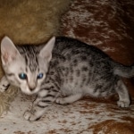 Mau, Silver, Female, DOB 6-5-20