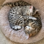 Luna and Ra, Egyptian Mau kittens age 7 months