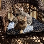 Luna and Ra, Egyptian Mau kittens age 7 months