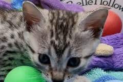 Sugar Egyptian Mau Silver female #1 DOB 7-26-22