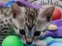 Sugar Egyptian Mau Silver female #1 DOB 7-26-22