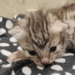 Mau silver female DOB 7-26-22