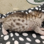 Mau silver female DOB 7-26-22