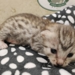 Mau silver female DOB 7-26-22