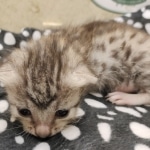 Mau silver female DOB 7-26-22