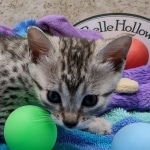 Mau silver female DOB 7-26-22