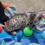 Mau silver female DOB 7-26-22