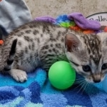 Mau silver female DOB 7-26-22