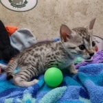 Mau silver female DOB 7-26-22