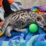 Mau silver female DOB 7-26-22