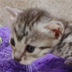 Mau silver female DOB 7-26-22