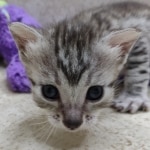 Mau silver female DOB 7-26-22