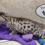 Mau silver female DOB 7-26-22