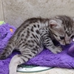 Mau silver female DOB 7-26-22