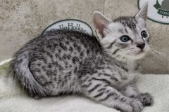 Freya Egyptian Mau Silver Female #1 DOB 8-11-22
