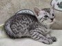 Freya Egyptian Mau Silver Female #1 DOB 8-11-22