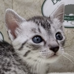 Mau silver female DOB 8-11-22