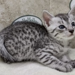 Mau silver female DOB 8-11-22