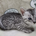 Mau silver female DOB 8-11-22