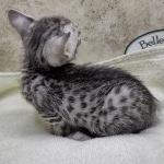 Mau silver female DOB 8-11-22