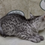 Mau silver female DOB 8-11-22