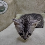 Mau silver female DOB 8-11-22