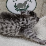 Mau silver female DOB 8-11-22